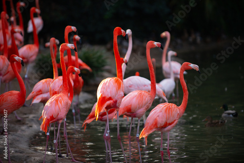 Beautiful pink flamingo. Flock of Pink flamingos in a pond. Flamingos or flamingoes are a type of wading bird in the genus Phoenicopterus. © Volodymyr