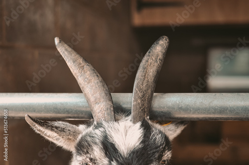 close-up of goat horns on a farm in village . High quality photo photo