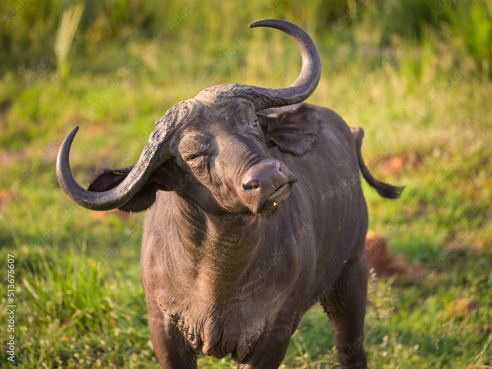 Fototapeta premium An African buffalo in Murchison Falls National Park