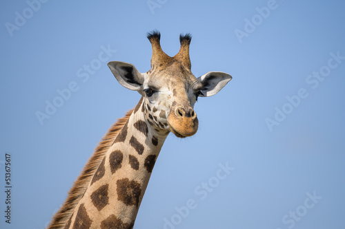 A giraffe in Murchison Falls National Park