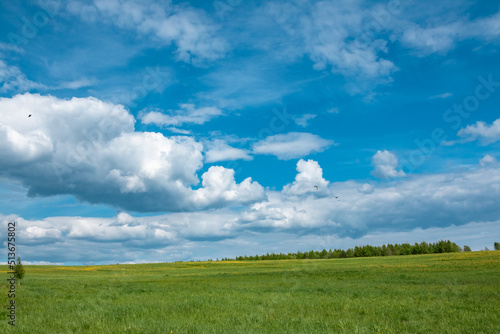 Summer green field with blue sky. Photo on the topic summer  nature.