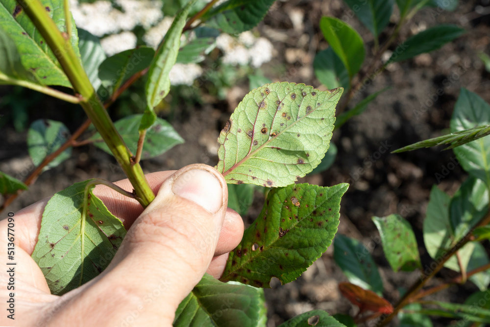 symptom of fungal disease is hole spotting on cherry leaves. disease of stone fruit crops of Clasterosporium Carpophilum symptom of fungal disease is hole spotting on cherry leaves. disease of stone fruit crops of Clasterosporium Carpophilum