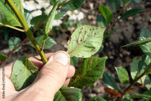 symptom of fungal disease is hole spotting on cherry leaves. disease of stone fruit crops of Clasterosporium Carpophilum