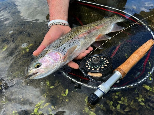 catch of a beautiful rainbow trout by a fly fisherman