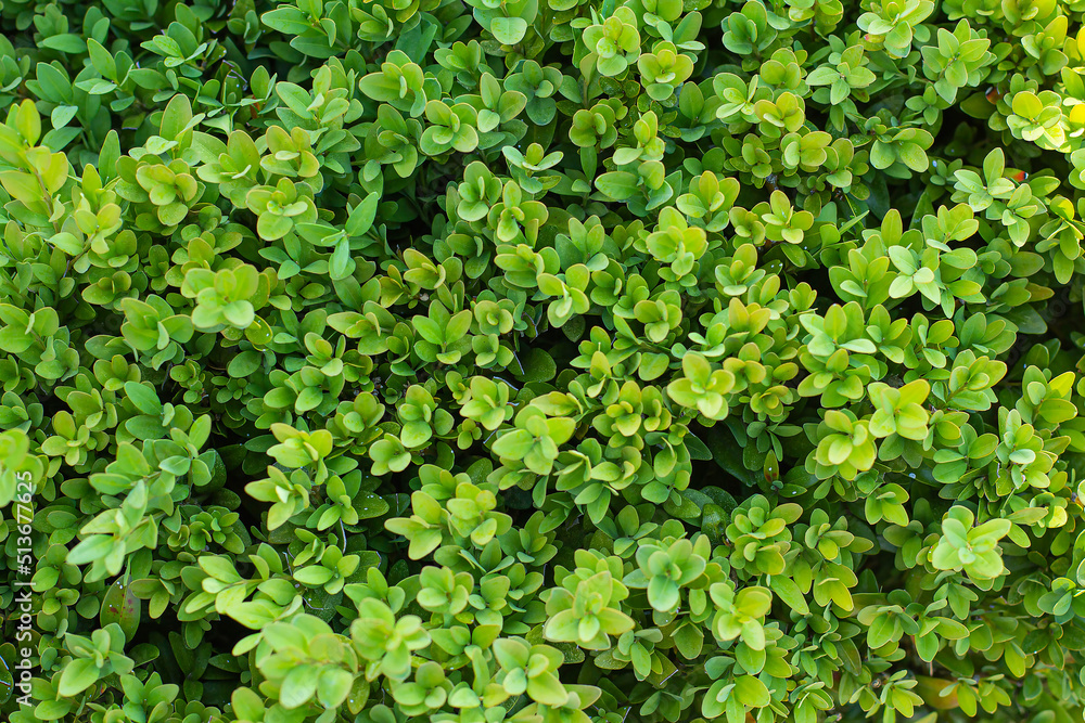 green boxwood leaves in summer day background green boxwood leaves in summer day background