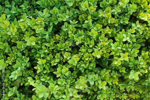 green boxwood leaves in summer day background