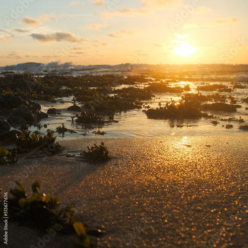 Sun over horizon and  rolling ocean waves to the shore while sunset during tide.  Beautiful natural landscape with water,  sandy beach  and green plants during low tide. Beautiful wild nature.