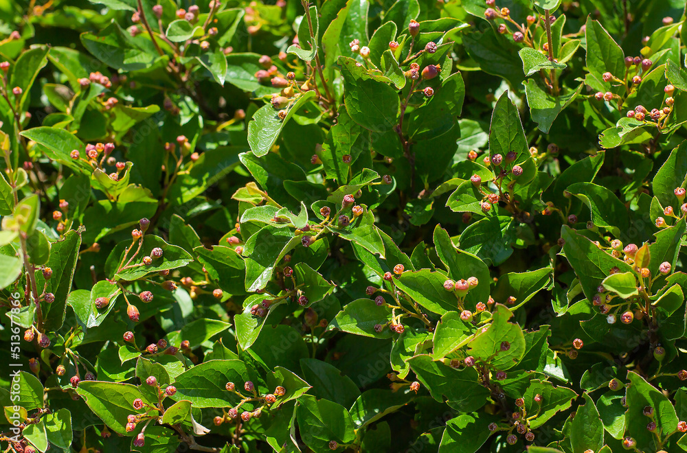 green bush with berries in summer day background