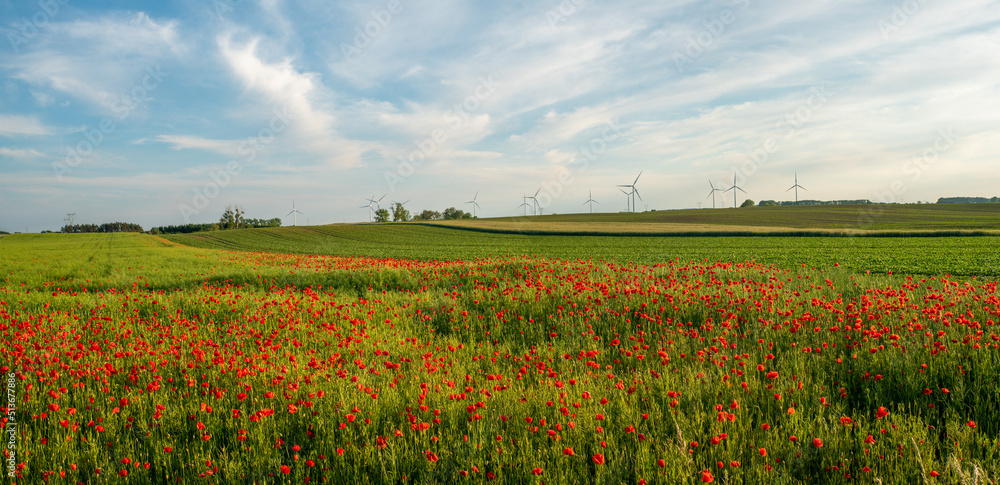 Detailed, high resolution panorama of flowering red poppies