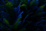 abstract background of ferns in colored light
