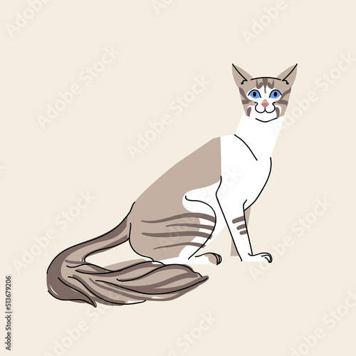 Javanese cat tabby breed on beige background. Vector pet character illustration