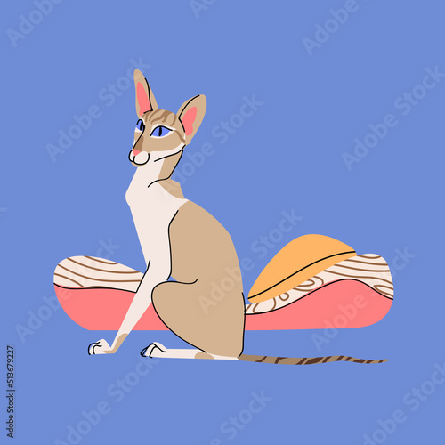 Oriental shorthair cat with cat bed vector isolated on blue background. Pet character illustration