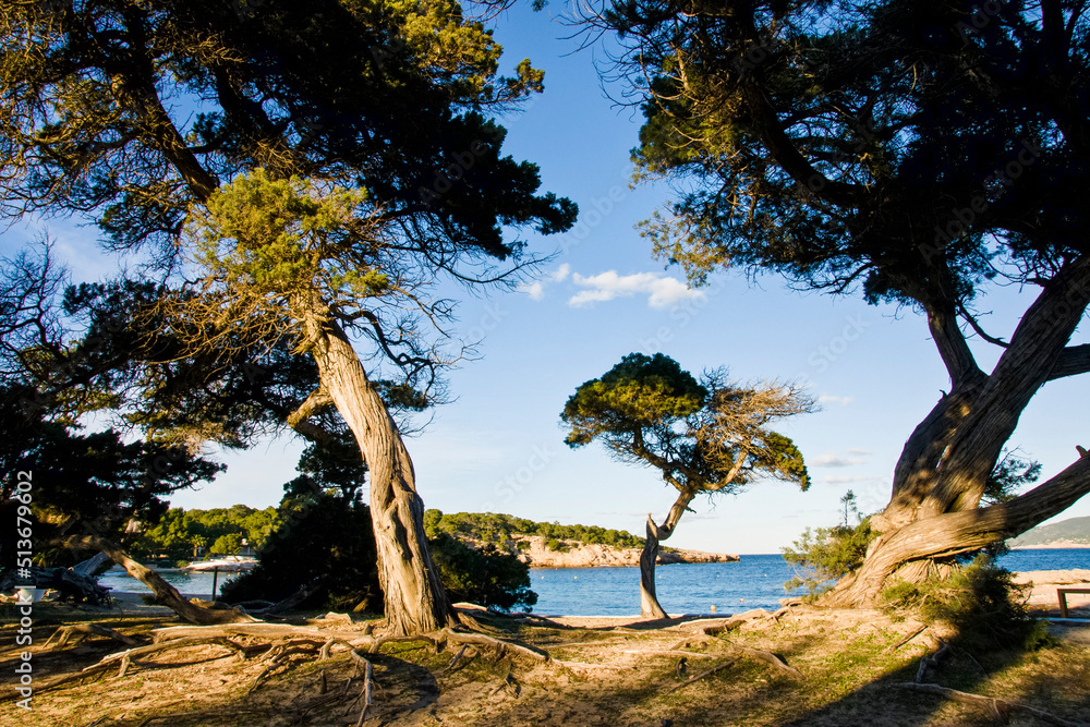 Sabinar de Cala Bassa, Juniperus phoenicea. Parque natural Cala Bassa-Cala Compte.Ibiza.Balearic islands.Spain. Sabinar de Cala Bassa, Juniperus phoenicea. Parque natural Cala Bassa-Cala Compte.Ibiza.Balearic islands.Spain.