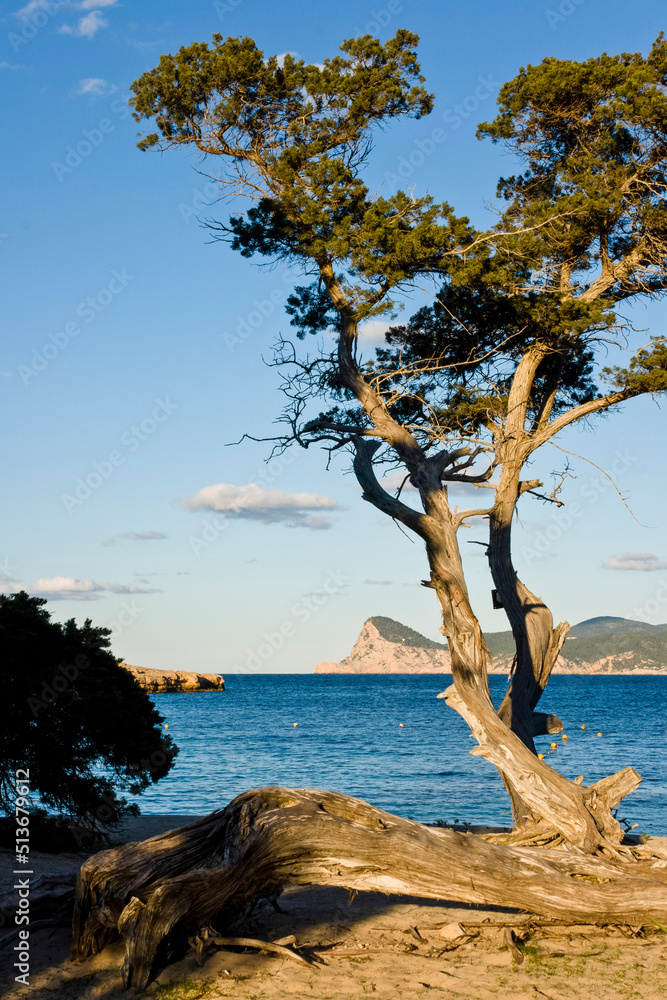 Sabinar de Cala Bassa, Juniperus phoenicea. Parque natural Cala Bassa-Cala Compte.Ibiza.Balearic islands.Spain. Sabinar de Cala Bassa, Juniperus phoenicea. Parque natural Cala Bassa-Cala Compte.Ibiza.Balearic islands.Spain.