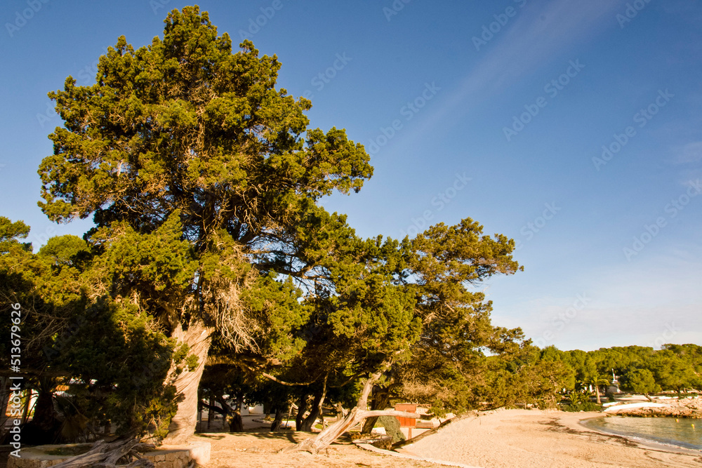 Sabinar de Cala Bassa, Juniperus phoenicea. Parque natural Cala Bassa-Cala Compte.Ibiza.Balearic islands.Spain.