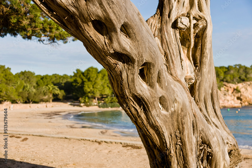 Sabinar de Cala Bassa, Juniperus phoenicea. Parque natural Cala Bassa-Cala Compte.Ibiza.Balearic islands.Spain. Sabinar de Cala Bassa, Juniperus phoenicea. Parque natural Cala Bassa-Cala Compte.Ibiza.Balearic islands.Spain.