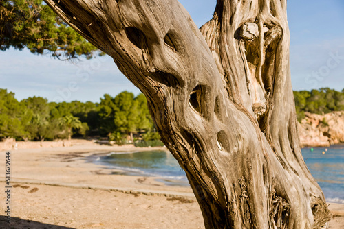 Sabinar de Cala Bassa, Juniperus phoenicea. Parque natural Cala Bassa-Cala Compte.Ibiza.Balearic islands.Spain. photo