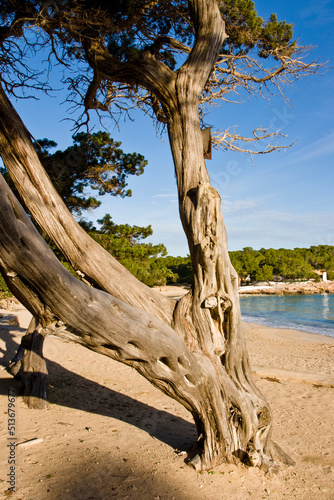 Sabinar de Cala Bassa, Juniperus phoenicea. Parque natural Cala Bassa-Cala Compte.Ibiza.Balearic islands.Spain. © Tolo