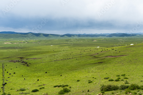 landscape with cows and clouds