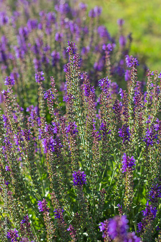 lavender in backlight background