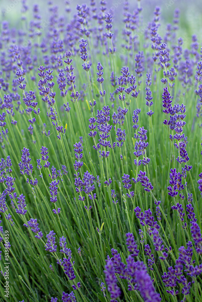 Obraz premium Purple lavender flowers in summer day background