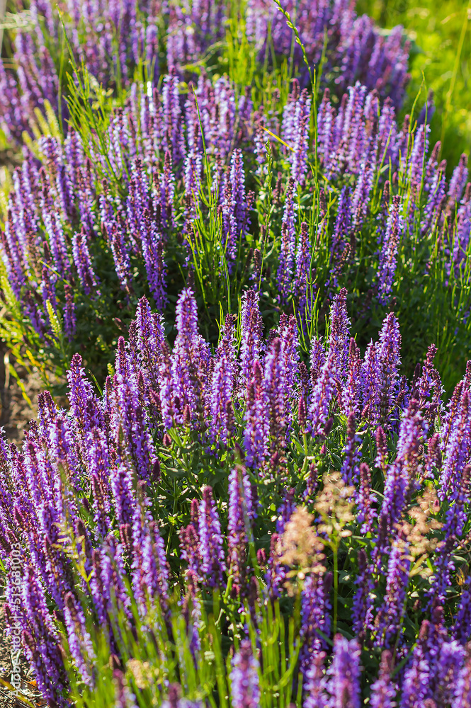 Naklejka premium purple lavender flowers on a sunny day background