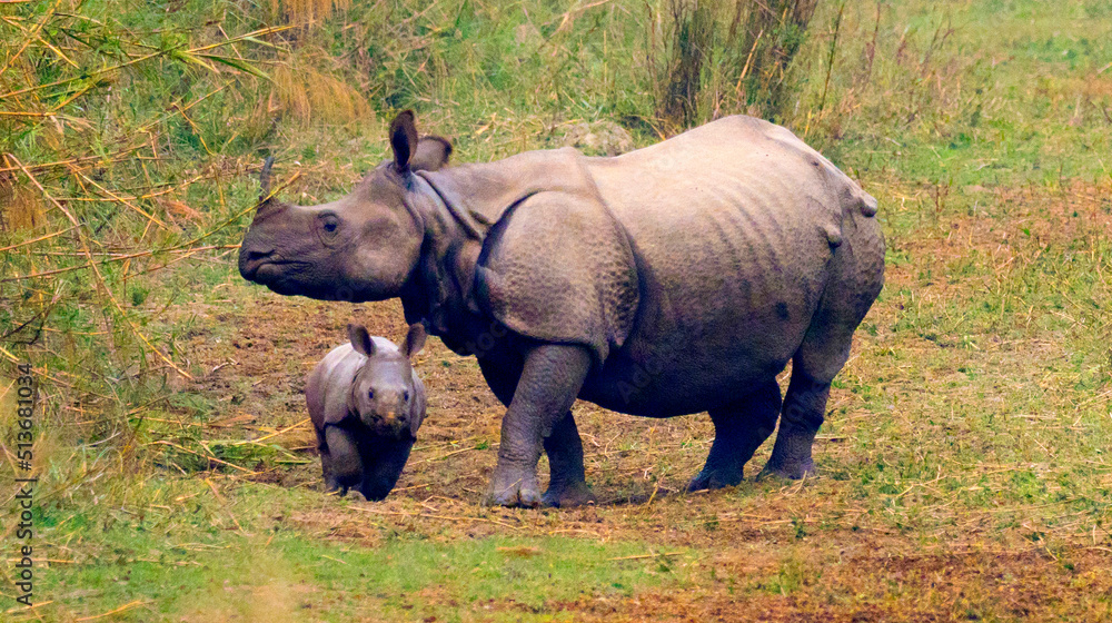 Fototapeta premium Greater One-horned Rhinoceros, Indian Rhinoceros, Asian Rhino, Rhinoceros unicornis, Wetlands, Royal Bardia National Park, Bardiya National Park, Nepal, Asia