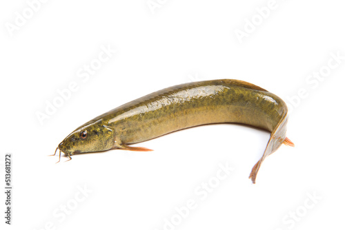 Fresh loach isolated on white background