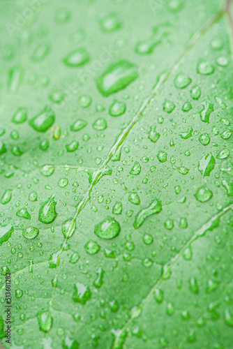  green leaf with rain drops background. 