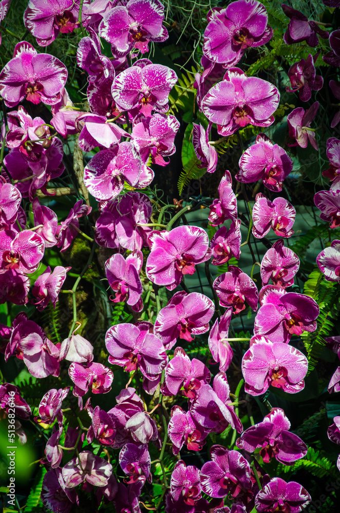pink flowers pink flowers