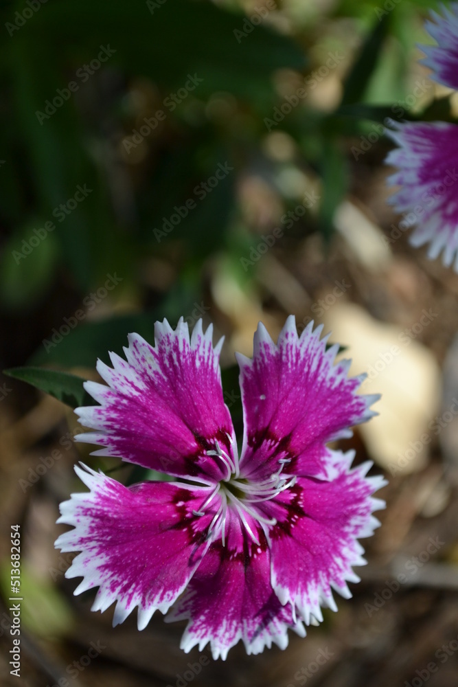 Obraz premium sweet william