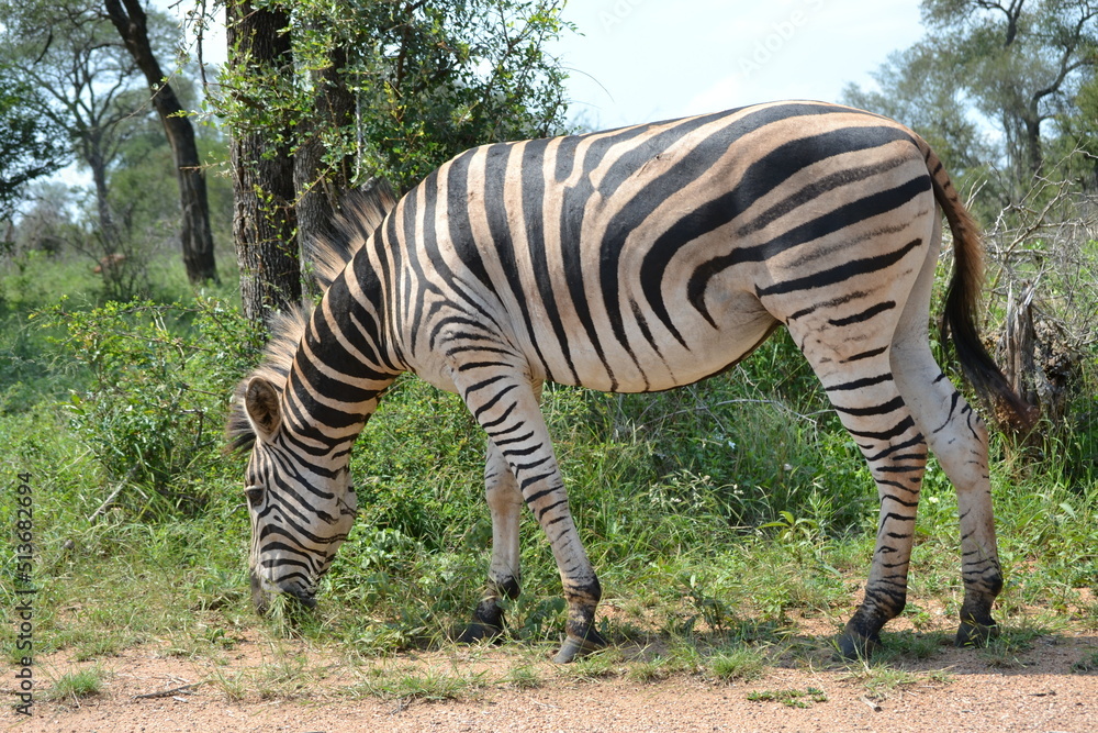 Obraz premium zebra eating grass