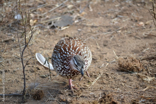 sand grouse