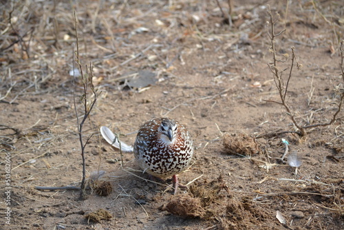 sand grouse