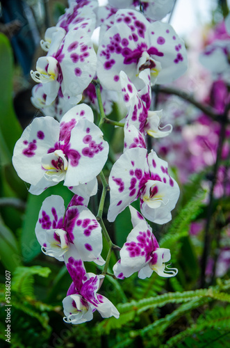 pink orchid flower