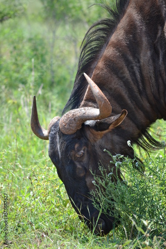 buffalo in the wild
