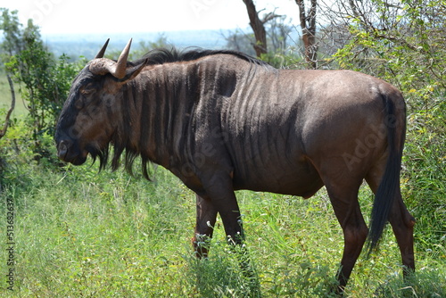 wildebeest in the wild