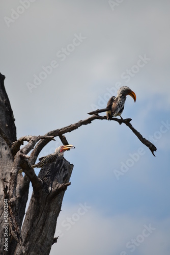  tyrant flycatchers
