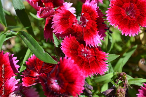 sweet william