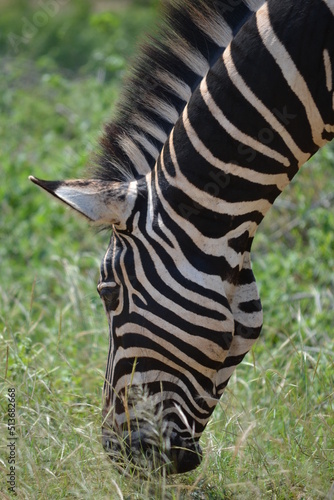 zebra in the wild