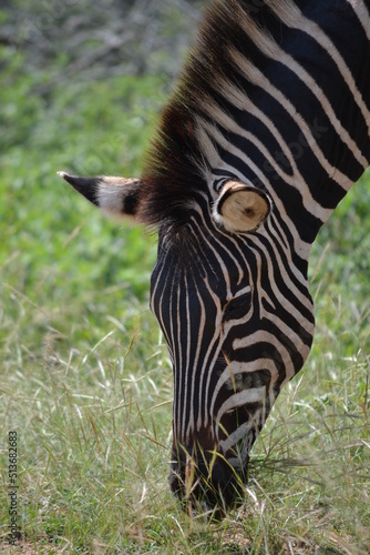 zebra close up