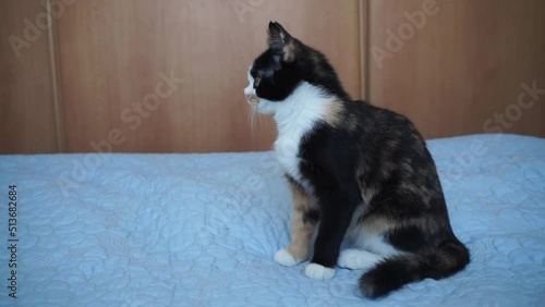 Wallpaper Mural tricolor kitten is sitting on the bed and watching something. He looks first up, then to the side and then into the camera Torontodigital.ca