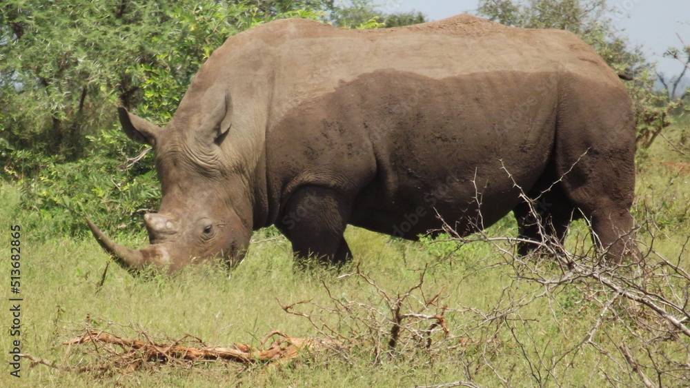 rhino in the wild rhino in the wild