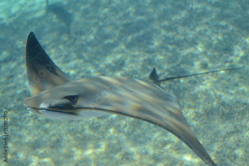 stingray