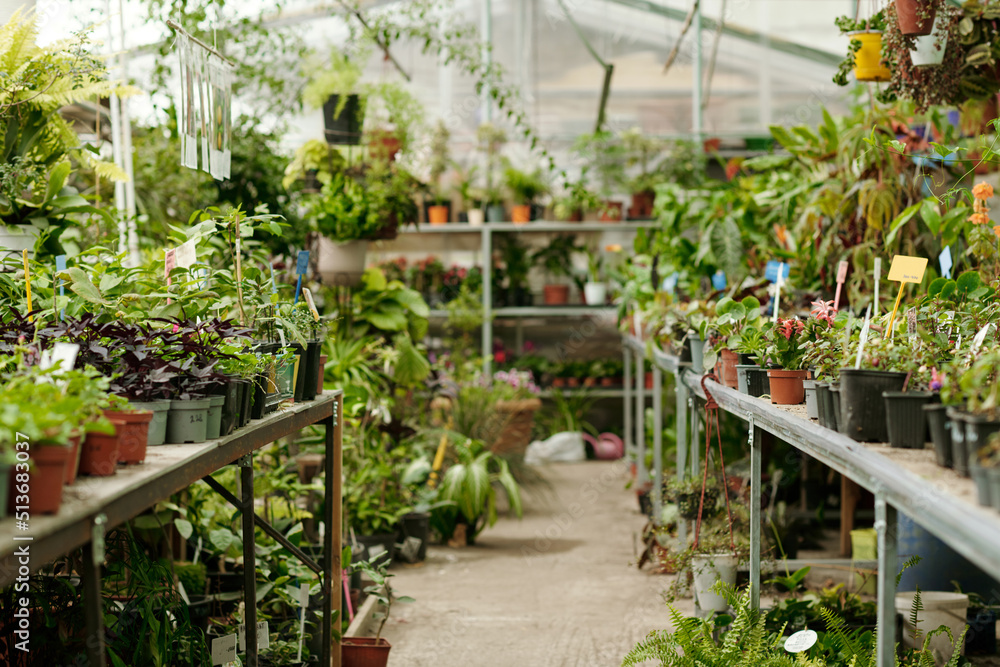 Horizontal image of flower shop with a large assortment of wild and house plants in pots standing on counters Horizontal image of flower shop with a large assortment of wild and house plants in pots standing on counters