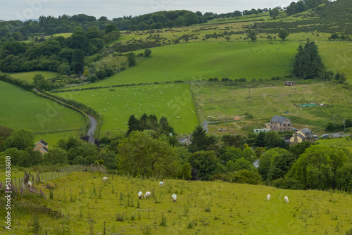Sheep graze at a green pasture close to farm houses in Wales