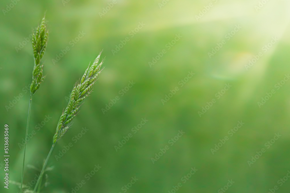 Blades of grass, similar to green spikelets, close-up on a green natural background in the rays of the sun. A wonderful artistic image of the beauty and purity of the environment