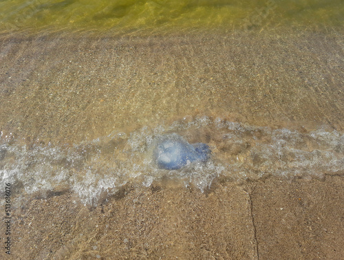 The beach in Koblevo is dotted with dead jellyfish. The consequence of the storm. Environmental disaster photo