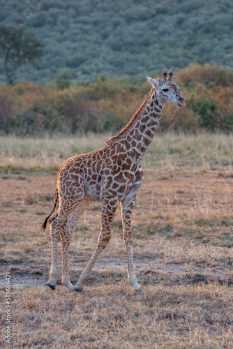 Giraffe in front Amboseli national park Kenya masai mara.(Giraffa reticulata) sunset.