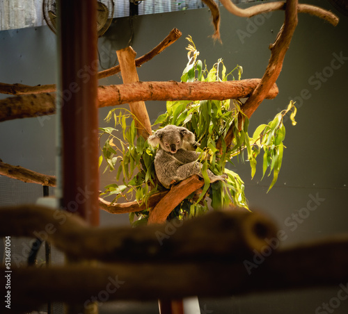 Photography koala in tree with baby